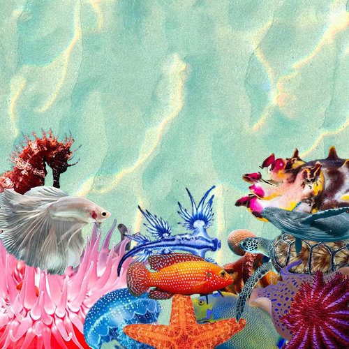 Treasure-Underwater Collage